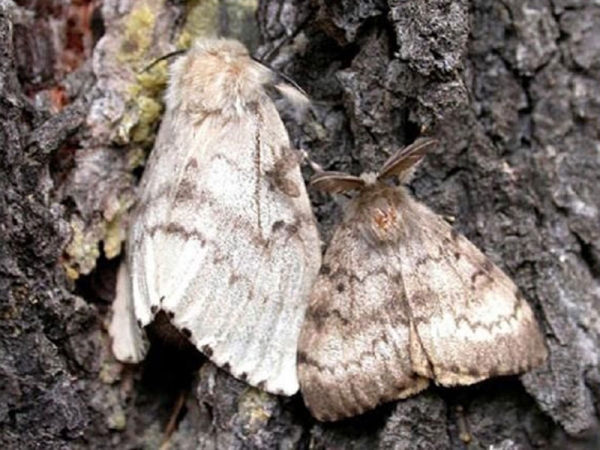 Хүр эрвээхэйн тоосонцор нүдэнд орвол сохрох аюултай